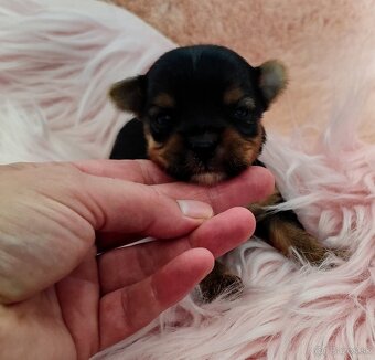 Yorkshire terrier - 15