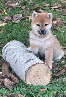 Shiba inu  s PP  /FCI / - 15
