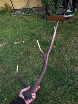 Jelenie zhody / parohy 62cm - 15