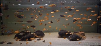 Africke cichlidy malawi - 15