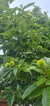 Dobré reality- široký pozemok 754m2 v pokojnej ulici v obce - 15