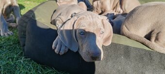 Weimarsky stavač - 15