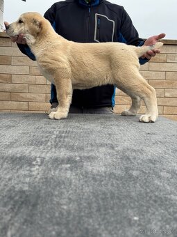 Stredoázijský ovčiak SAO - 15