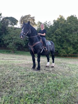 Pripúšťanie plemennými žrebcami - 15