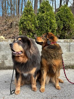 Tibetska doga šteniatka s PP - 15