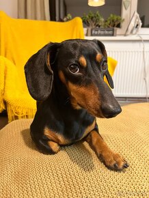 Trpazlici jazvecik na krytie - 15