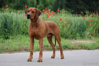 Rhodesian Ridgeback s preukazom pôvodu - 15