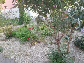 4 izbový dom Dvory nad Žitavou - 15