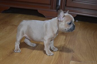francuzsky buldocek - 15