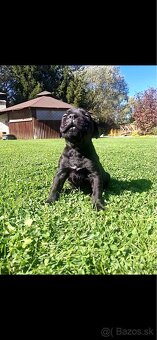 Bandog - 15