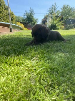 hnědé šteniatka labrador a – pripravené na odber - 15