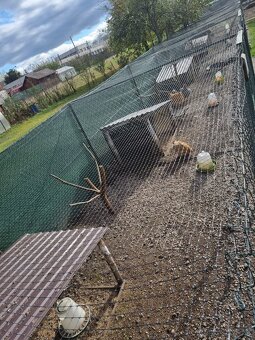 Voliéra ,klietka - 15