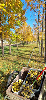 Orech čierny - sadenice. Orech čierny - Kotora - 15