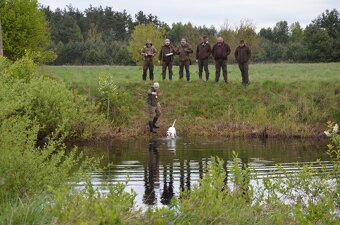 Pointer - anglický pointer - 15