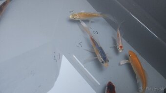 Predám Japonské butterfly koi kapre aj normálne - 15