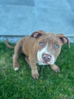 Šteniatka American Bully XL s pp na predaj - 15