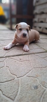 American Bully - 15