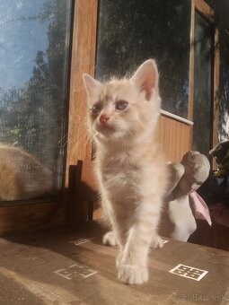 Perzské mačiatko - 15