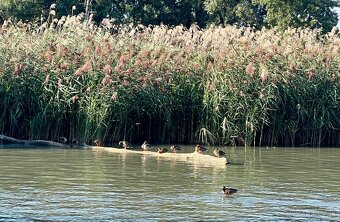 Štýlový hausbót na Dunaji je na predaj - 15