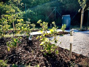 Záhrada na predaj v Nových Zámkoch. - 15