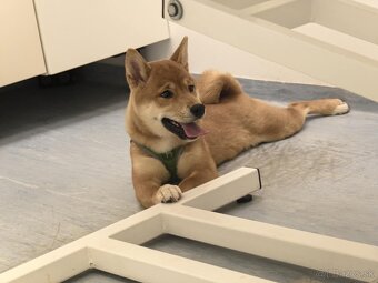 Shiba inu - 15