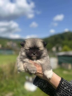 Pomeranian +nemecký špic - 15