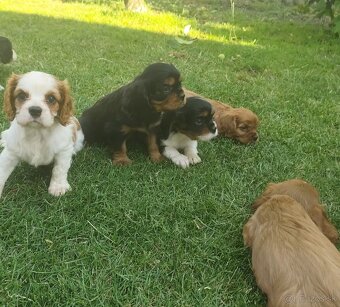 Šteniatka Cavalier king Charles španiel, kavalier - 15