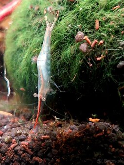 Akvárium NanoCube Dennerle 60l - 15