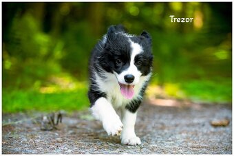 Border Collie Border Kolia s PP FCI - 15