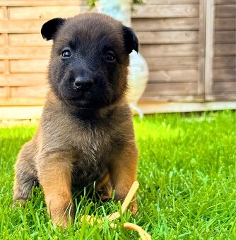 Belgický ovčiak - Malinois - 15