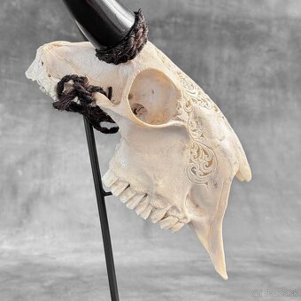 Autentická biela vyrezávaná lebka kozy - motív veľký lotos - 15