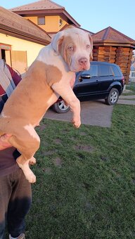 Šteniatka American Bully XL - 15