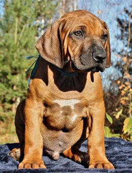 Rhodézsky ridgeback - 15