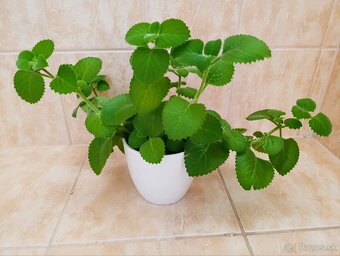 Ponúkam Zelenec, monstera minima, difenbachia - 15