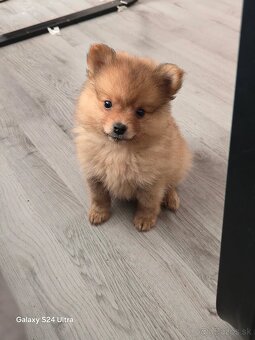 Pomeranian spic - 15
