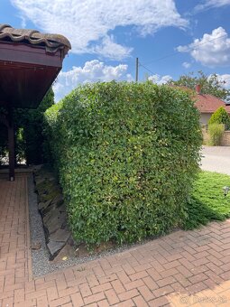 Úprava záhrad a živých plotov, vypiľovanie tují, kosenie - 15