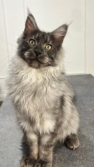 Maine coon,  mainská mývalia s PP - kocúrik - 15