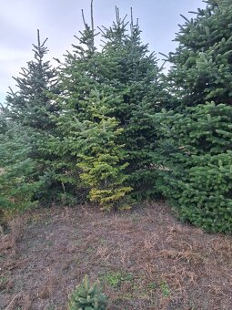 Vianočne stromčeky - 15