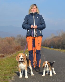 Bigel, bigl, beagle s PP - 15