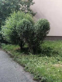 Zahradne prace - 15