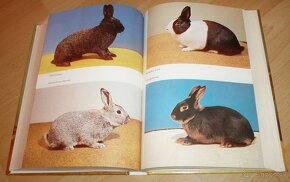 Vzorník plemen králíku - 15
