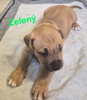 Americký stafordšírsky teriér - 15