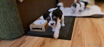 Yorkshire terier biewer mini - 15