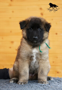 Belgický ovčiak Tervueren - štěňátka s PP - 15