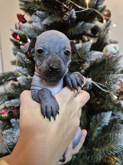 Americký bezsrstý teriér - 15