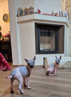 Americký bezsrstý teriér - 15