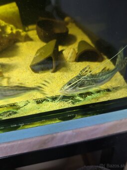 Predám akvarijné rybičky - 15