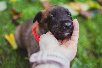 Šteniatka belgický ovčiak malinois s PP - 15