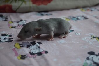 Potkaníky s rodokmeňom - rezervácie - 15