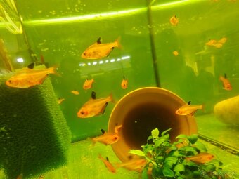 Akvarijne rybicky výhodné,s chovnicky🐟🦐 - 15